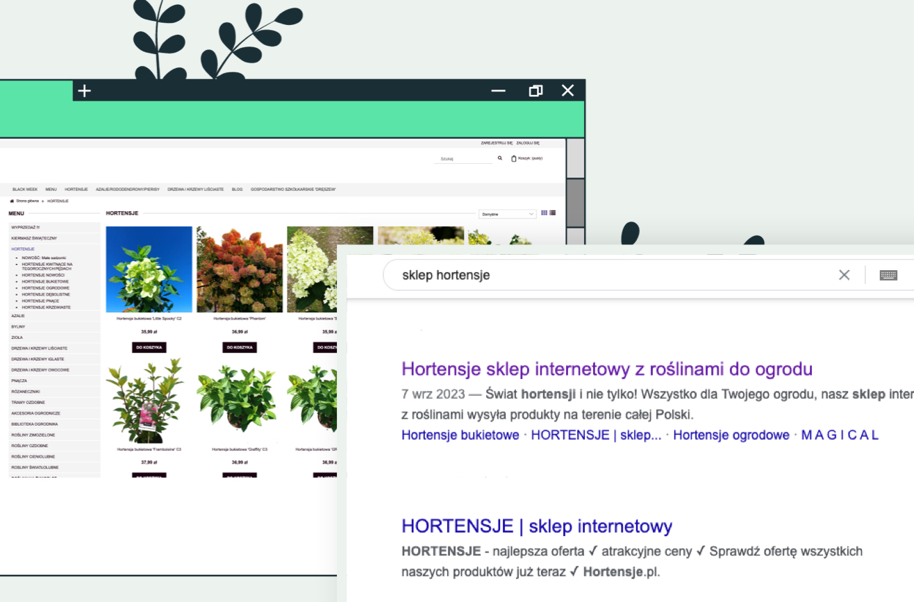 hortensje